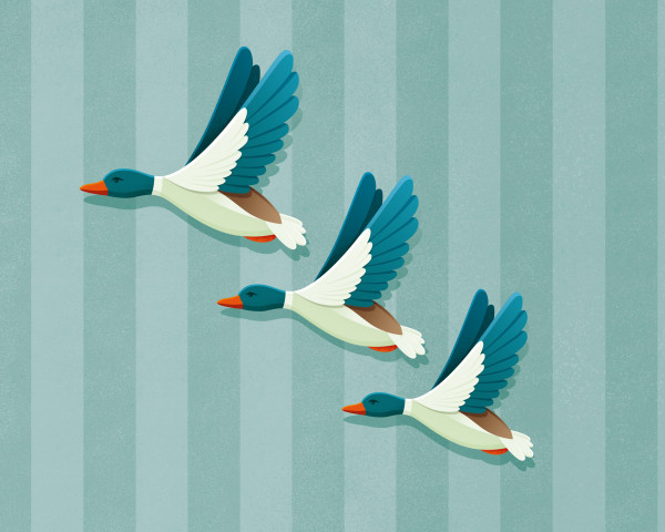 Financial housekeeping. Three flying ducks on stripey background